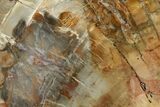 Petrified Wood (Araucaria) Slab - Madagascar #131417-1